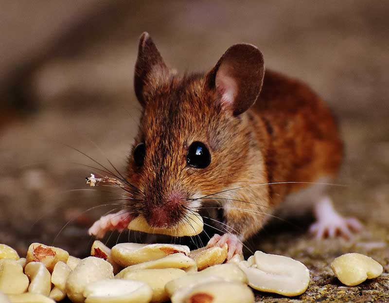 Mouse Extermination Service in Oakland County, Wayne County, Metro Detroit, Ann Arbor, Livonia