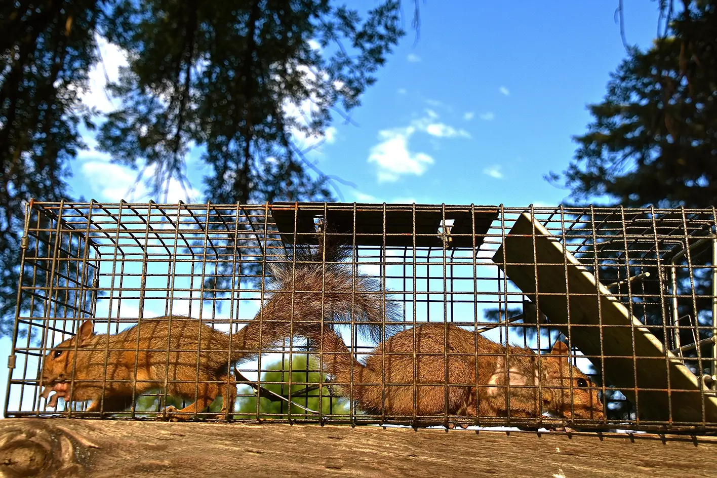 Humane Wild Animal Removal Livonia MI
